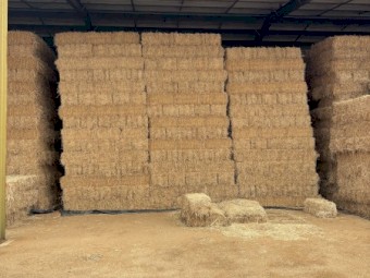 Lucerne Hay 2nd cut small bales