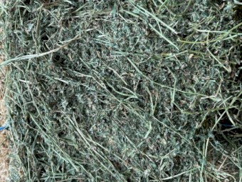 Lucerne Hay 2nd cut small bales