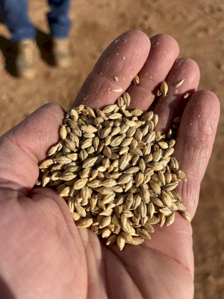 44mt BAR1 Feed Barley