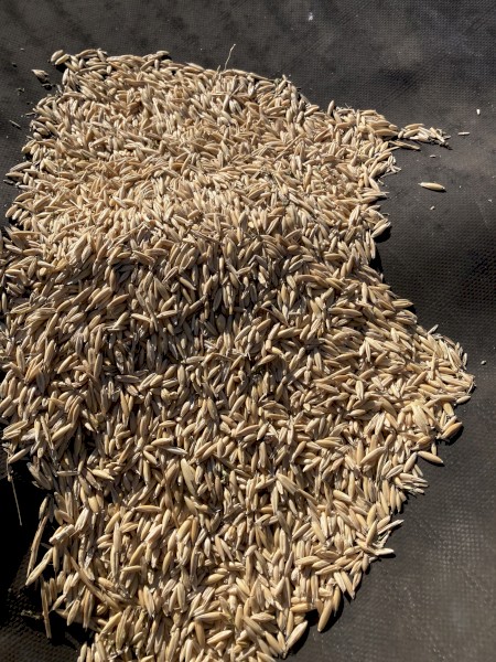 40mt Yallara Oats