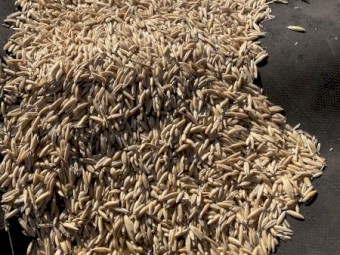 40mt Yallara Oats