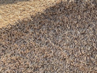 40mt Yallara Oats