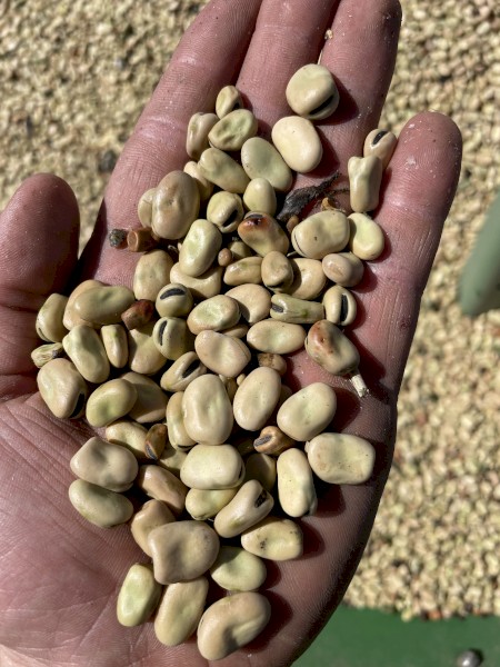 25mt PBA Bendoc Faba Beans #2 