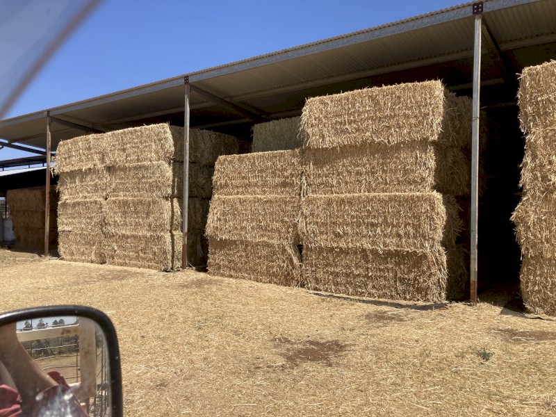 230mt Canola Hay 550kg 8x4x3 Bales