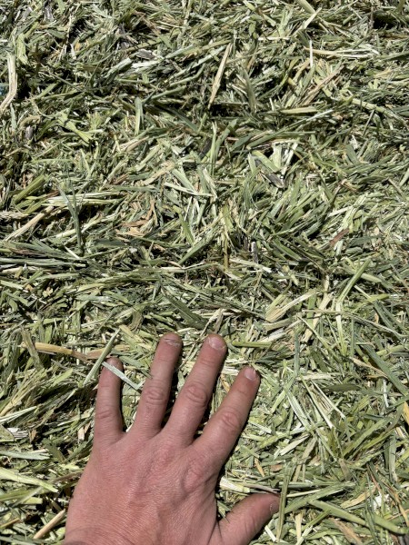 Vetch/Barley Hay 55t