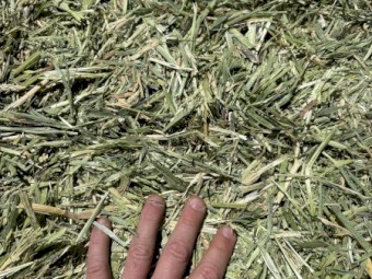 Vetch/Barley Hay 55t