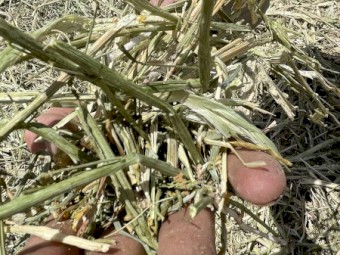 Canola Hay 400kg 5x4 Rolls