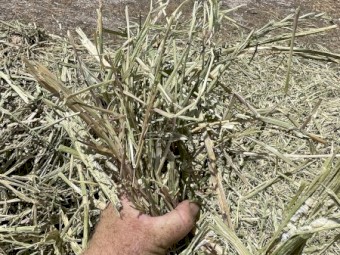Canola Hay 400kg 5x4 Rolls