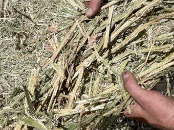 Canola Hay 400kg 5x4 Rolls