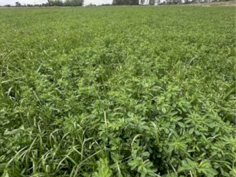 Lucerne Rye Hay Small Square Bales