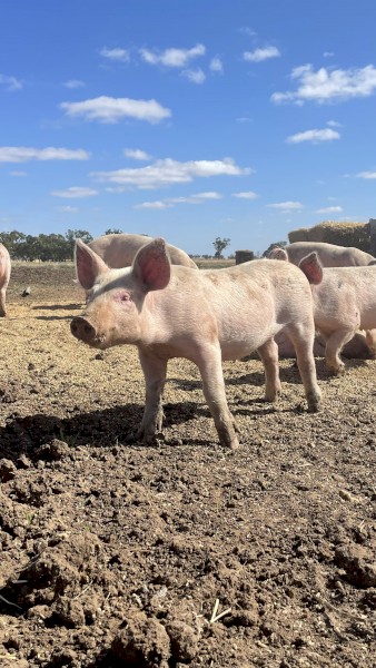 Pigs and Piglets