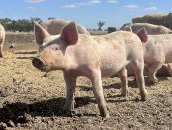 Pigs and Piglets