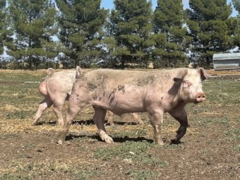 Pigs and Piglets