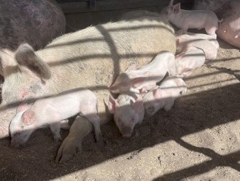 Pigs and Piglets