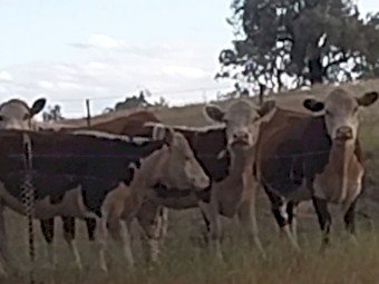 Quality Poll Hereford Heifers