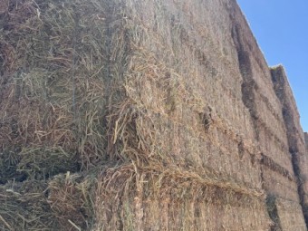 600mt Vetch Hay 650kg 8x4x3 Bales