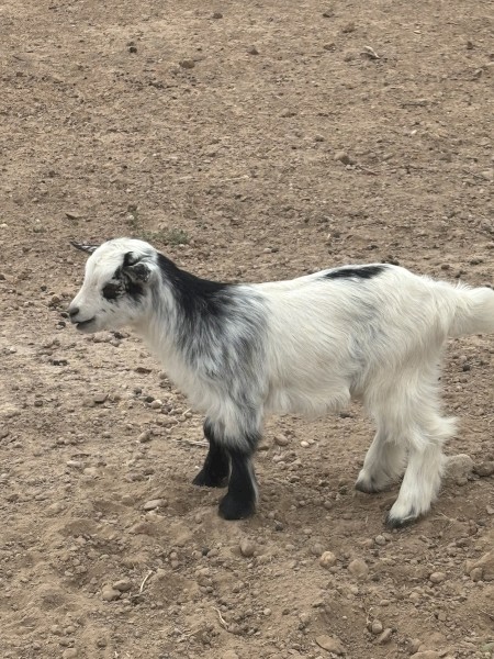 Pygmy x Australian Miniature Goats