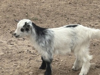 Pygmy x Australian Miniature Goats