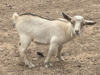 Pygmy x Australian Miniature Goats