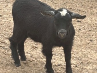 Pygmy x Australian Miniature Goats