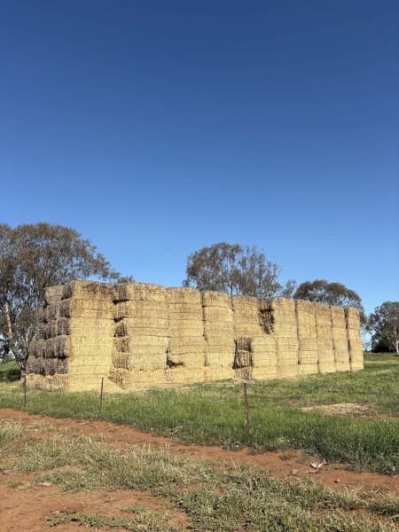 Barley Straw 8x4x3 Bales x 300