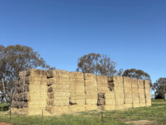 Barley Straw 8x4x3 Bales x 300
