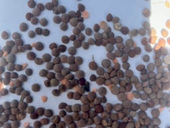 200mt Lentils
