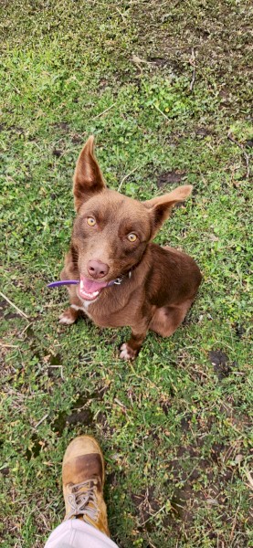 Kelpie Male Cross ("MACK")