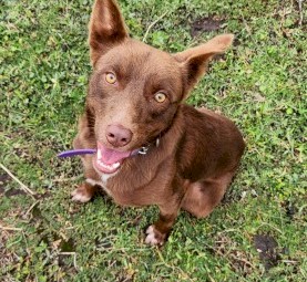 Kelpie Male Cross ("MACK")