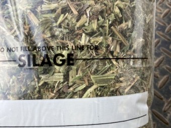 Clover Hay