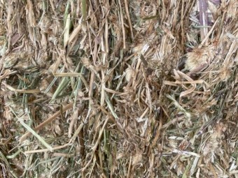 Clover Hay