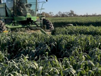 1000mt Oaten Hay 8x4x3 Bales