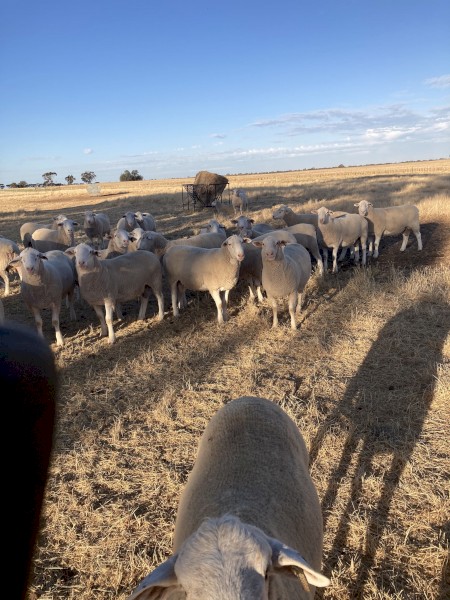 White Suffolk Rams