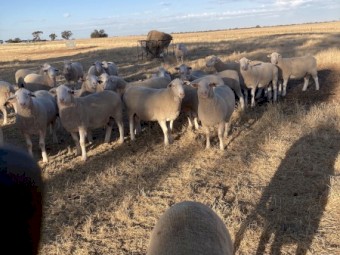 White Suffolk Rams