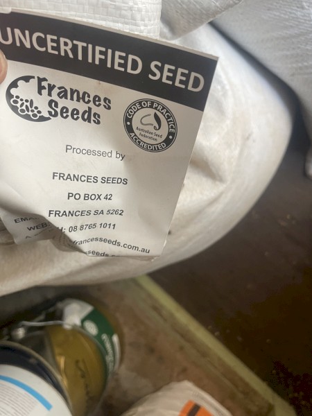 vetch seed (popany)