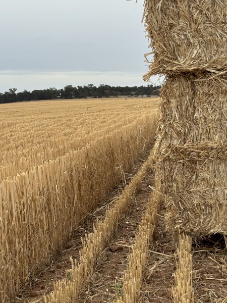 500 x Wheaten Straw Windrowed 420-435kg 8x4x3 Bales