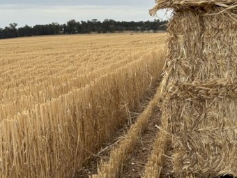 500 x Wheaten Straw Windrowed 420-435kg 8x4x3 Bales