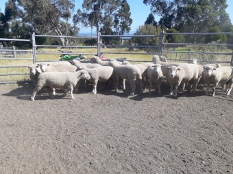 Poll Dorset Rams