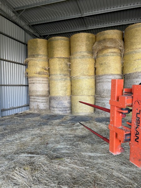 WANTED Teff and Lucerne Rounds or Big Squares