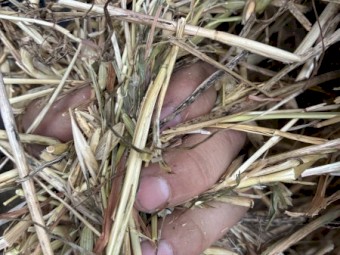 120mt Oaten Hay 600-620kg 8x4x3 Bales