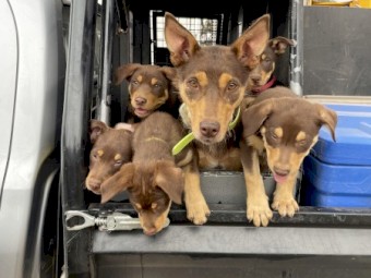 Working Purebred Kelpie Pups