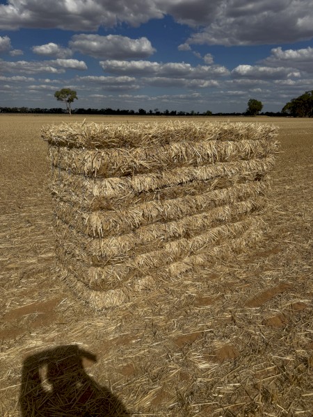 Wheat Straw Small Squares 