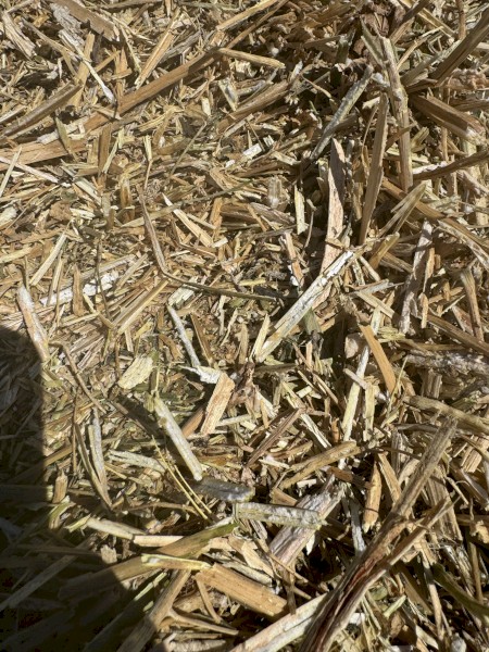 Canola Hay