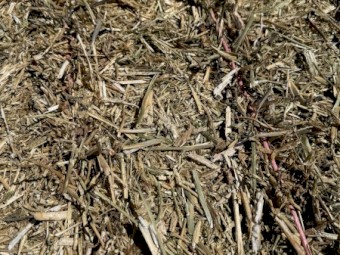 Canola Hay