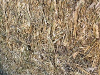 Canola Hay