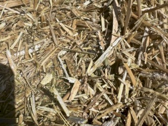 Canola Hay