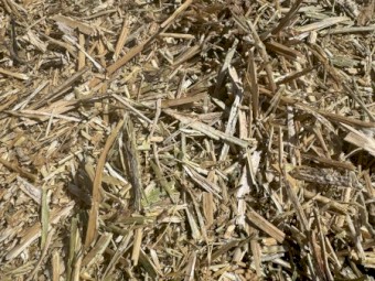 Canola Hay