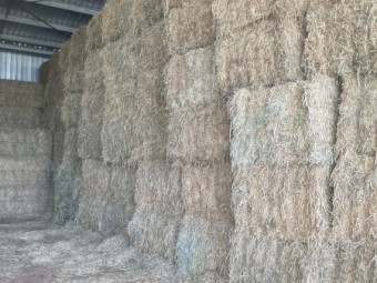 Lucerne Hay 24/25 season