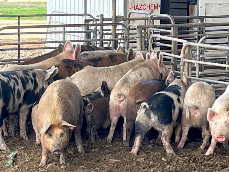 Pigs for sale