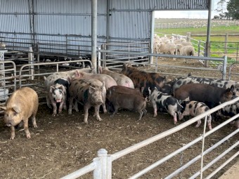 Pigs for sale